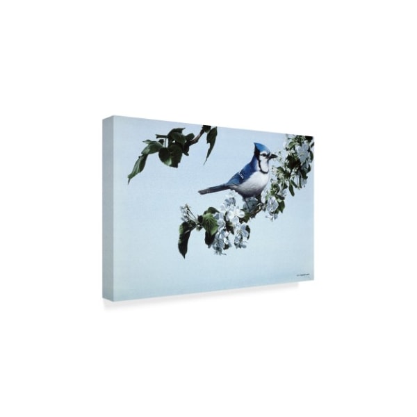 Ron Parker 'Apple Blossoms And Blue Jay' Canvas Art,12x19